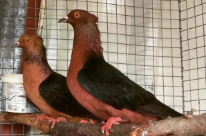 Якобинский голубь