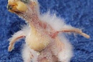 Ощипанный попугай