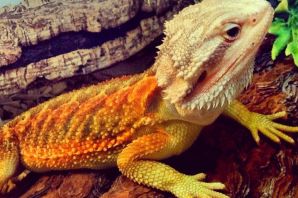 Агама древесная
