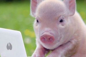 Голубая свинья