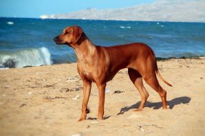 Ричбеки порода собак