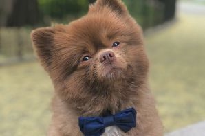 Шпиц бертрам