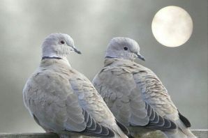 Голуби тасманы