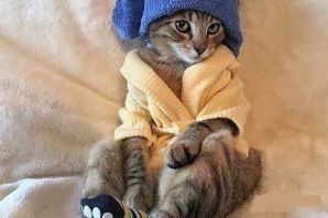 Кот в пижаме