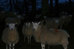 Бараны стадо