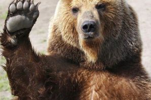 Удивленный медведь