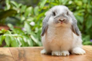 Мини кролики