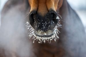 Нос лошади