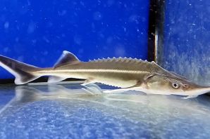 Осетровые рыбы