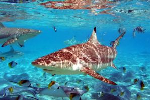 Рифовые рыбы