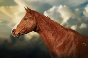 Голова коня