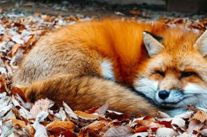 Толстая лиса