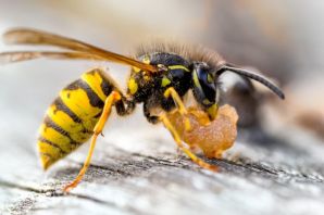 Древесная оса