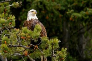 Птицы тайги