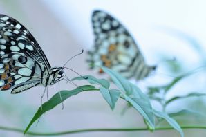 Много бабочек