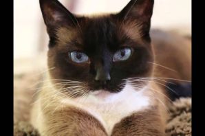 Сноу шу кот