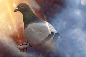 Голубь в кепке