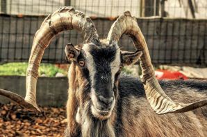 Рога козы