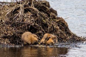 Домик бобра