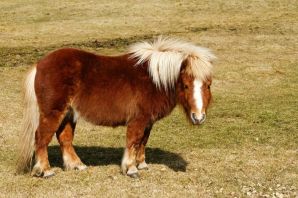 Пони породы