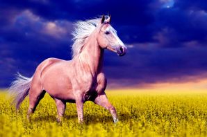 Лошади обои