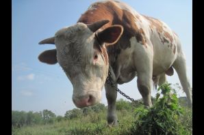 Быки россии