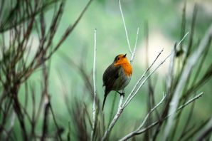 Малиновка птица