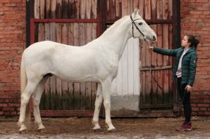 Рысак лошадь