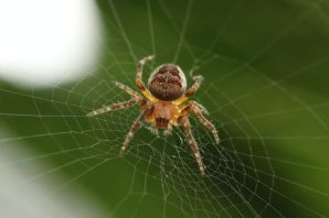 Паук тенетник