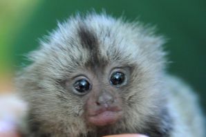 Мармозетки