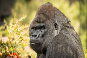 Уши обезьяны