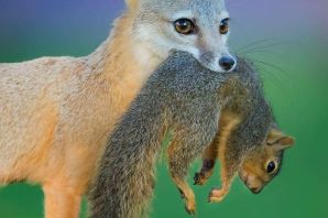 Лисья белка