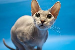 Сфинкс ориентал