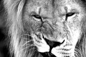 Морда льва