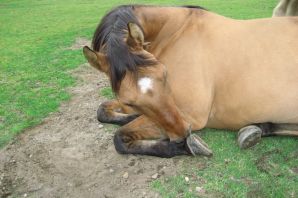 Каурый конь