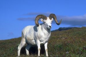 Дикая коза