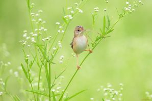Луговые птицы