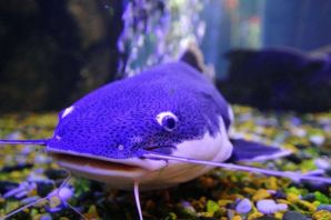 Сом солдатова