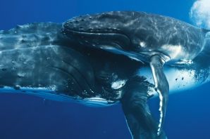 Детеныш кита