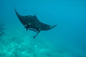Скат мобула