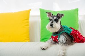 Ризеншнауцер