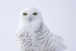 Белый филин