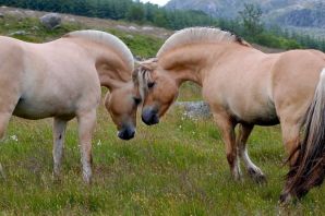 Фьорд лошадь