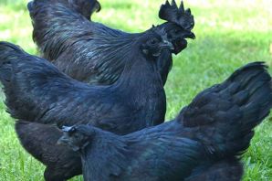 Ухейилюй куры