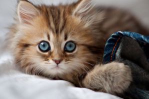 Милый котик