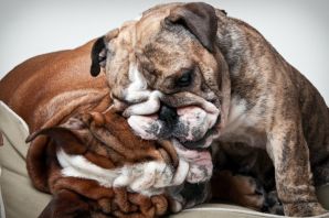 Бульдог злой