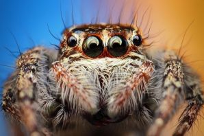 Морда паука