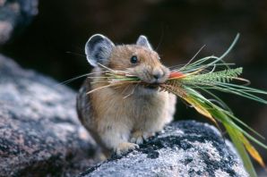 Грызуны виды