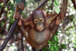 Лысые обезьяны