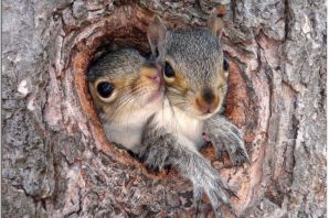 Гайно белки